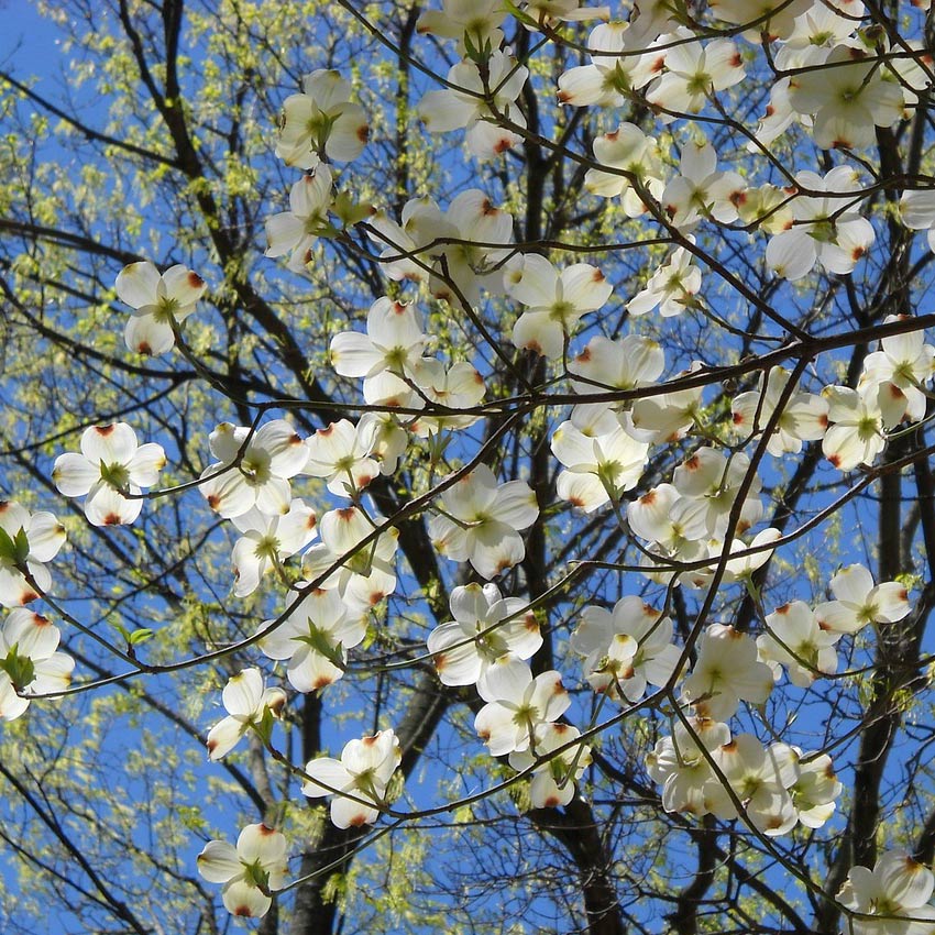 Amerikaanse kornoelje (Cornus florida)