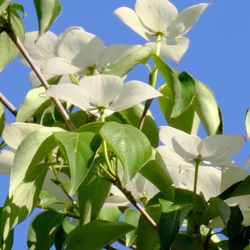 Chinese kornoelje (Cornus kousa var. chinensis)