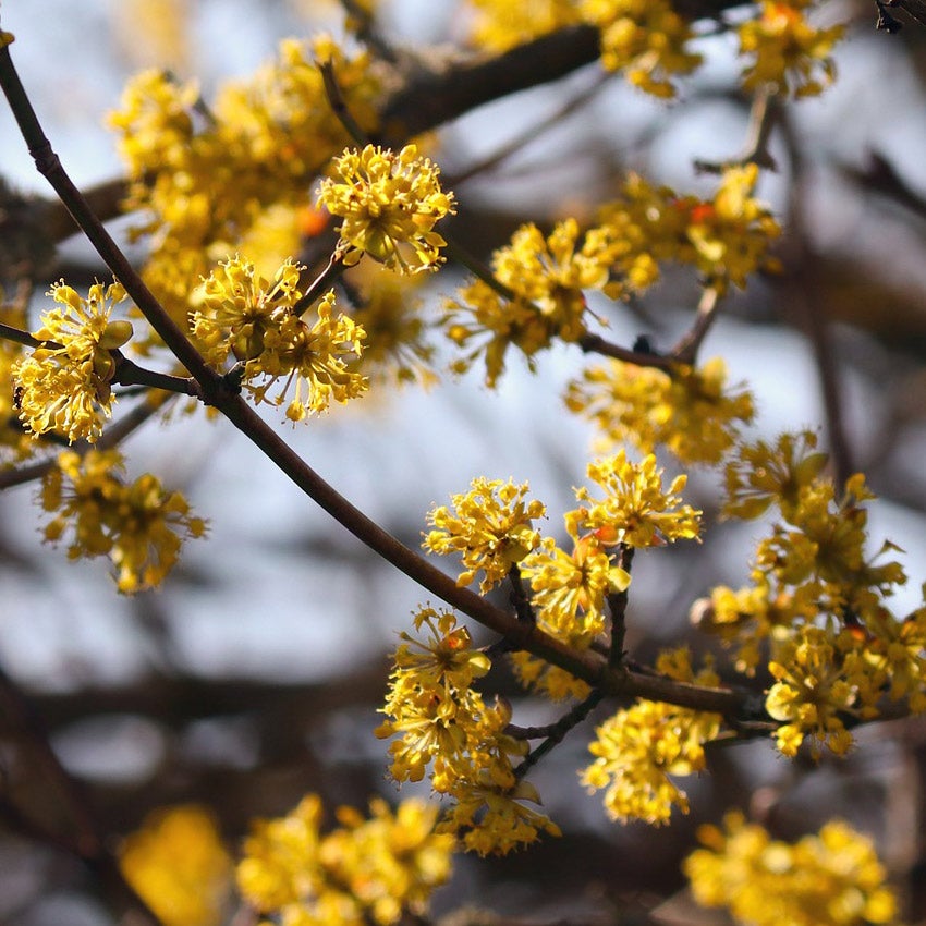 Gele kornoelje (Cornus mas)