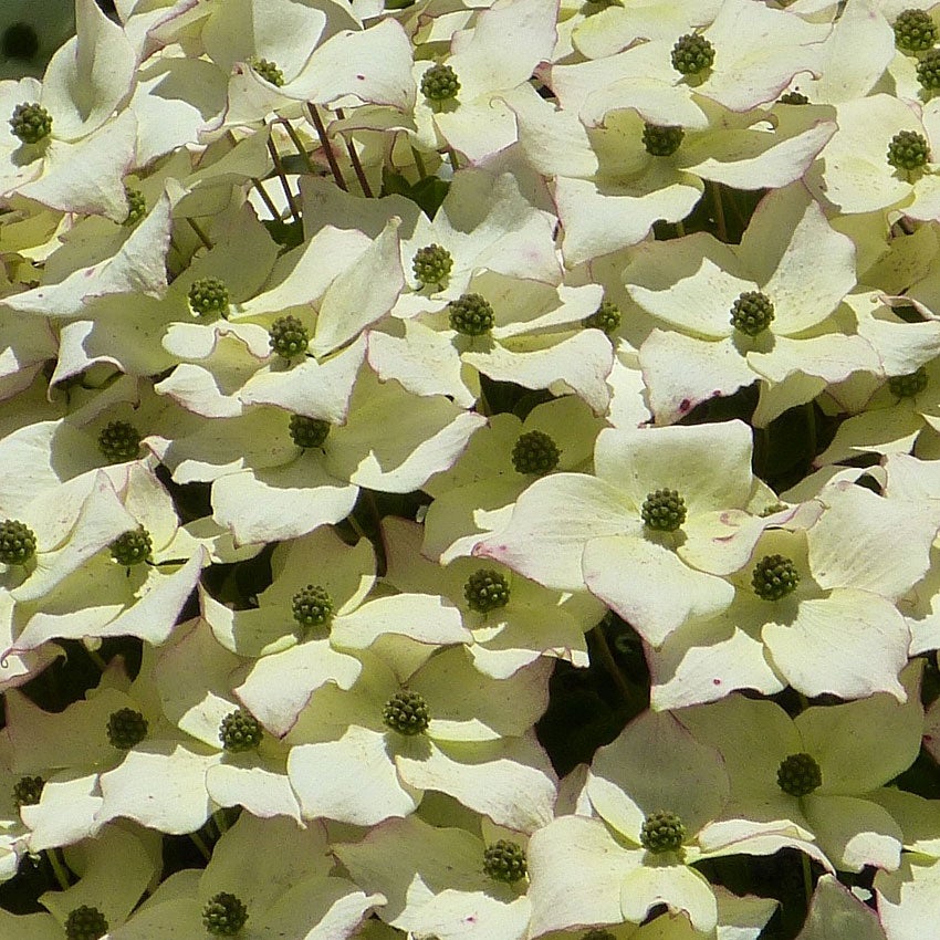 Japanse grootbloemige kornoelje (Cornus kousa)