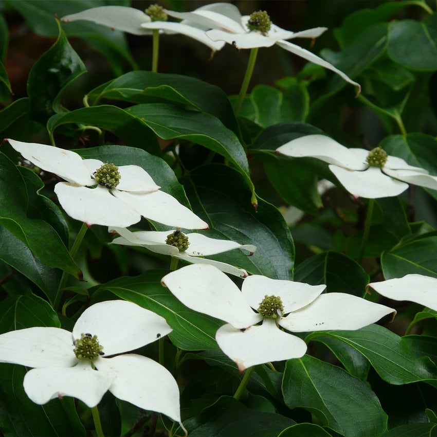 Japanse kornoelje (Cornus kousa 'Milky Way')