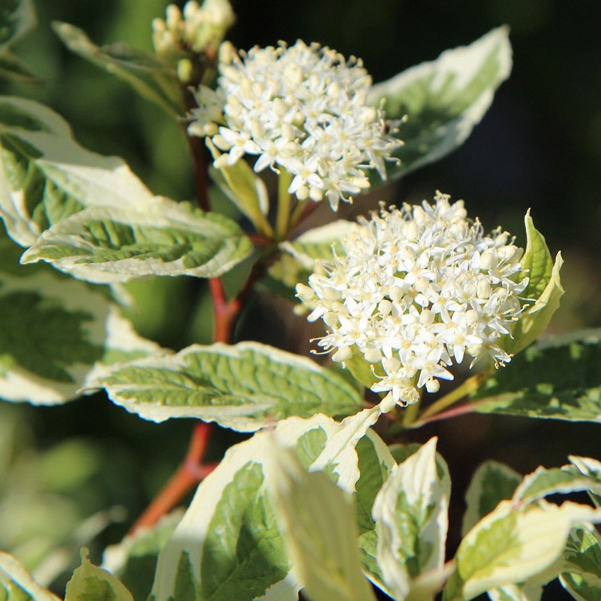 Reuzenkornoelje (Cornus controversa 'Variegata')