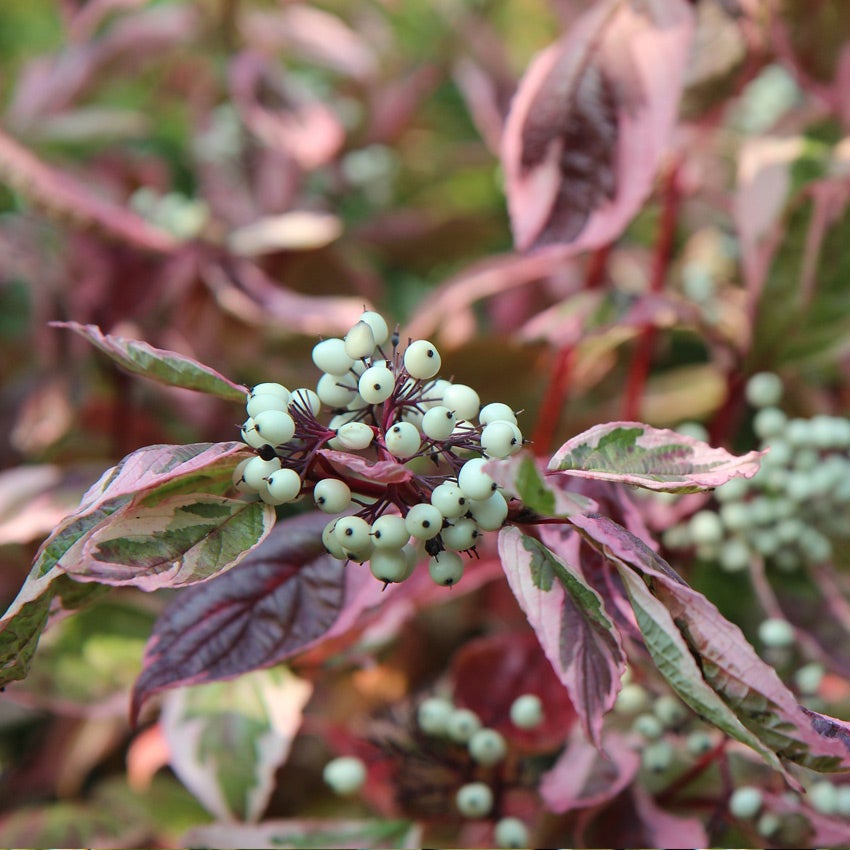 Rode kornoelje (Cornus sanguinea)