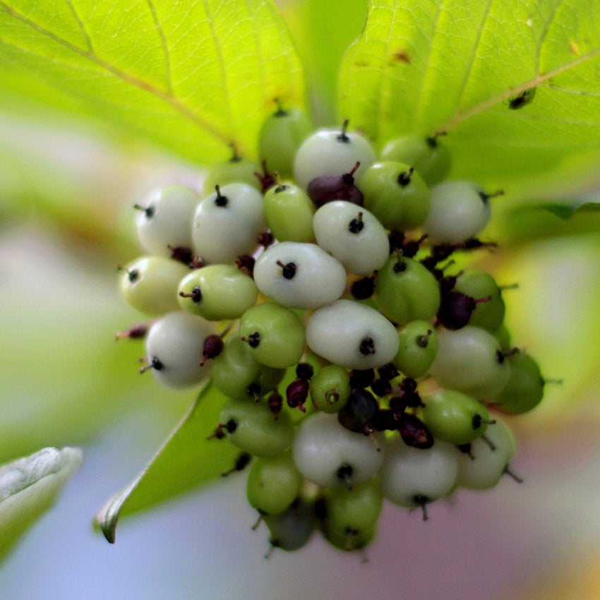Witte kornoelje (Cornus alba 'Sibirica')