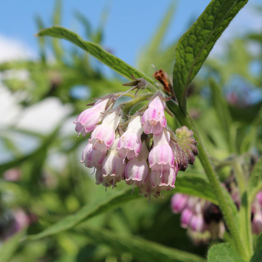 Gewone smeerwortel (Symphytum officinale)