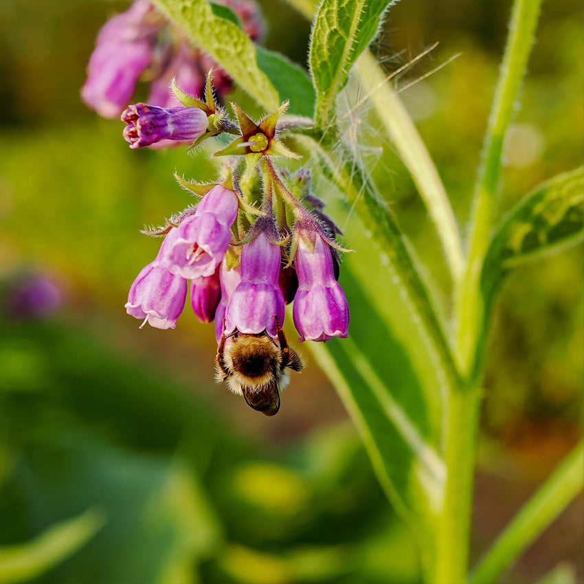 Smeerwortel (Symphytum) met bij