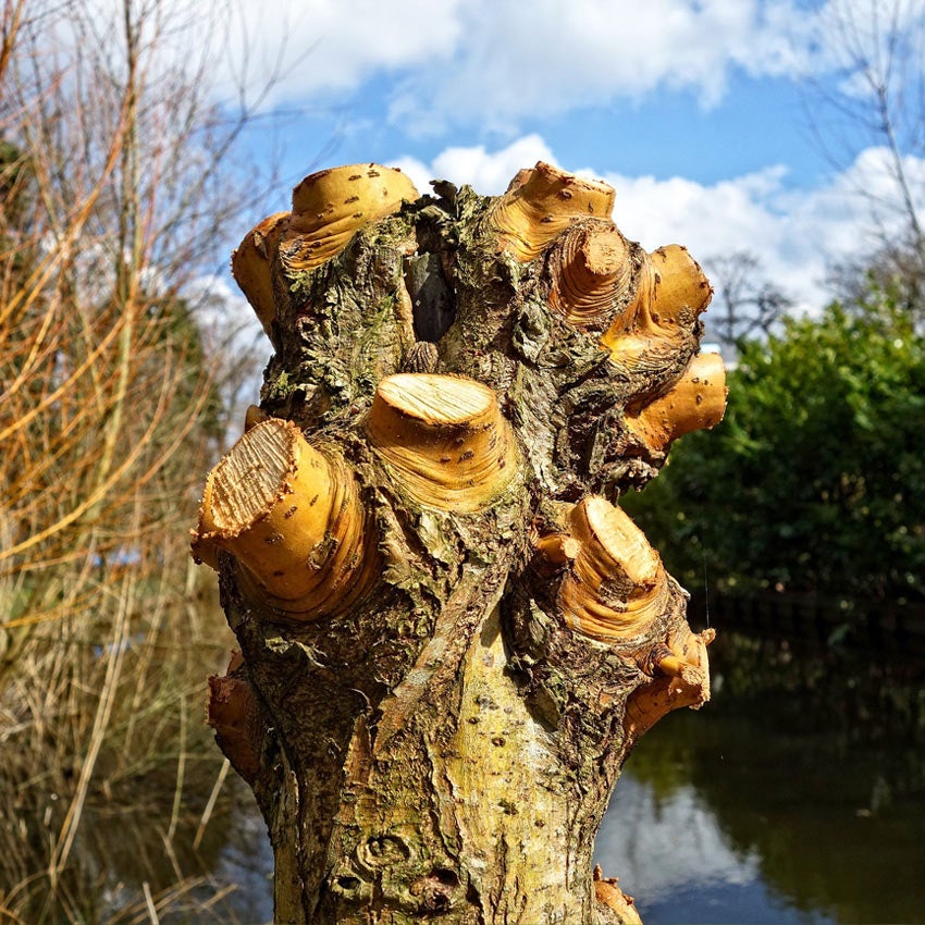 Knotwilg (Salix)