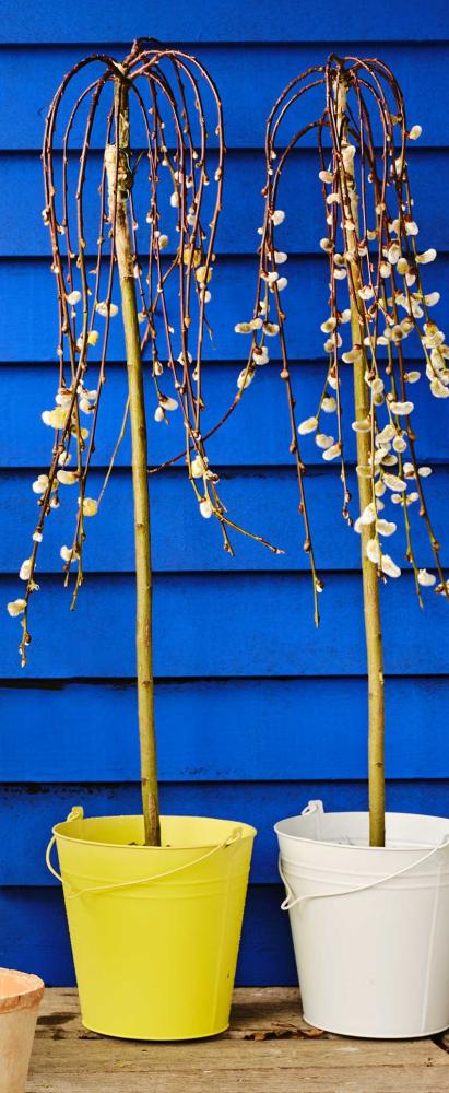 Wilg (Salix) op stam in pot