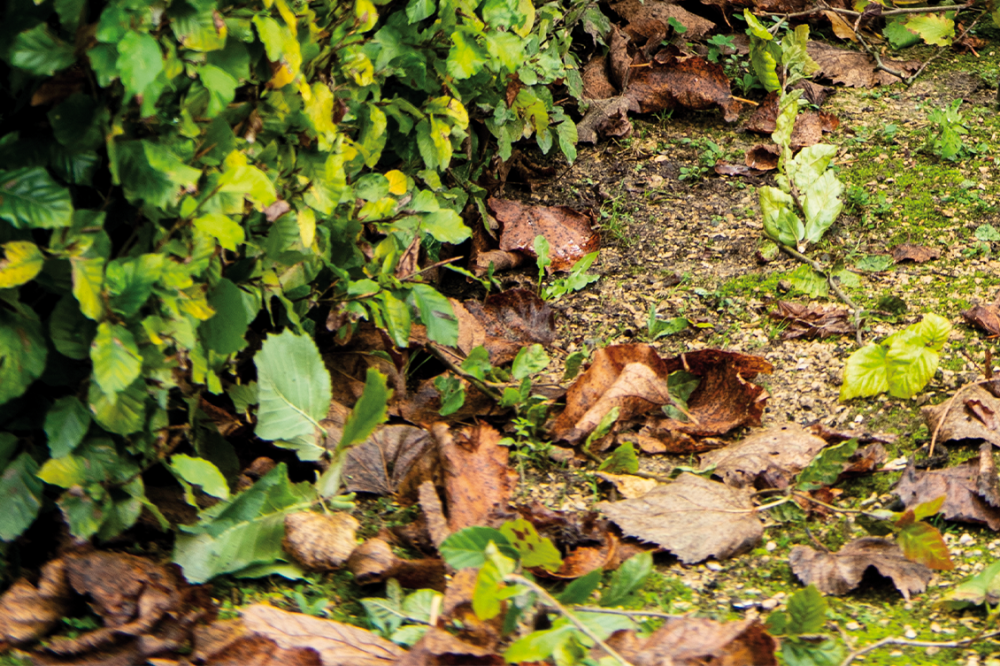 Biodiversiteit: Laat de natuur haar gang gaan