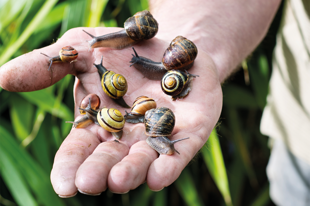 Makkelijke Moestuin bak