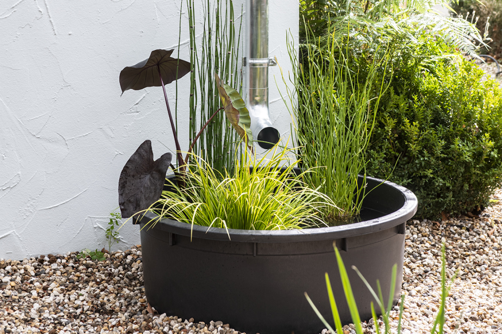 Biodiversiteit: Vang regenwater op