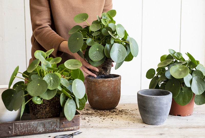 Blog Bloempotten en plantenbakken vullen