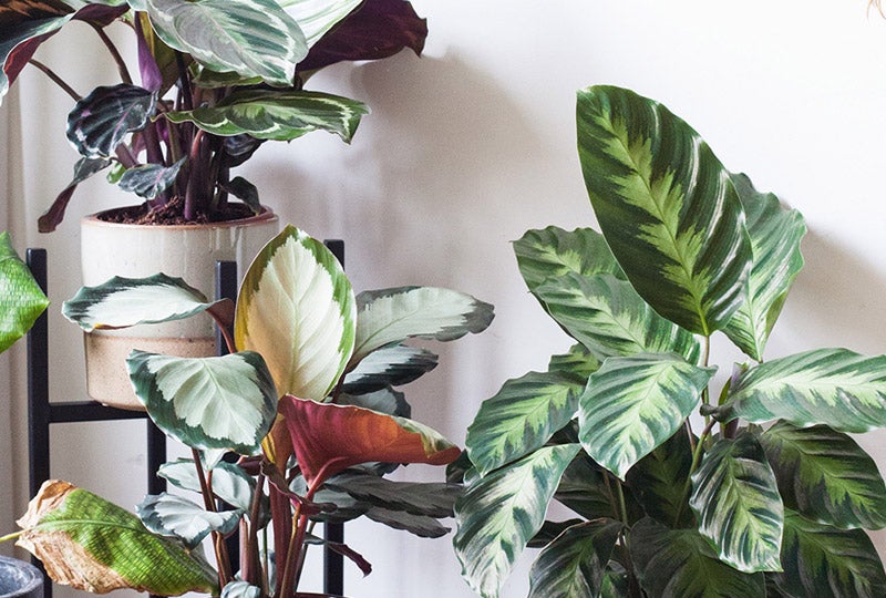 Blog Zo verzorg je een Calathea