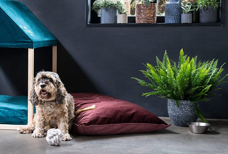 Blog Giftige planten