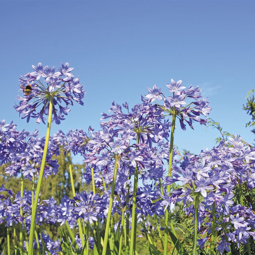 Afrikaanse Lelie (Agapanthus 'Amourette’)