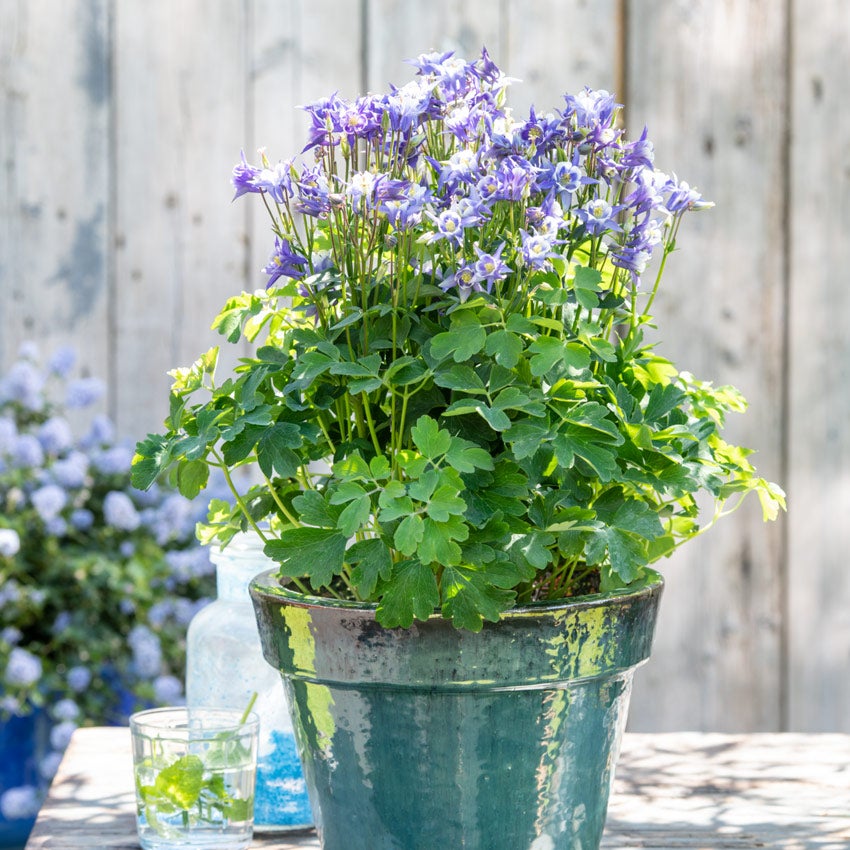 Akelei (Aquilegia) in pot