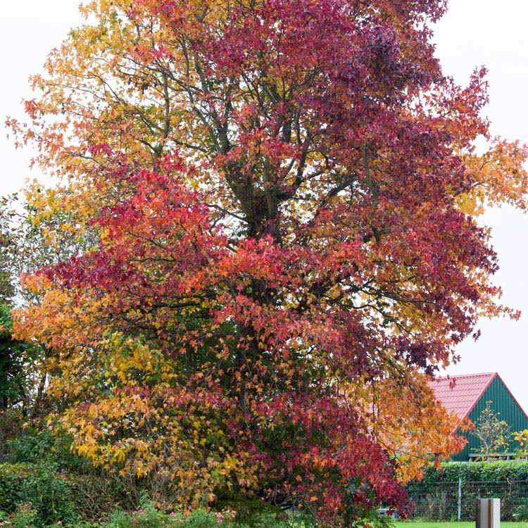 Amerikaanse amberboom (Liquidambar styraciflua)