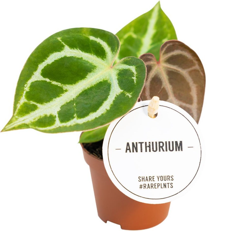 Aderplant (Anthurium crystallinum)