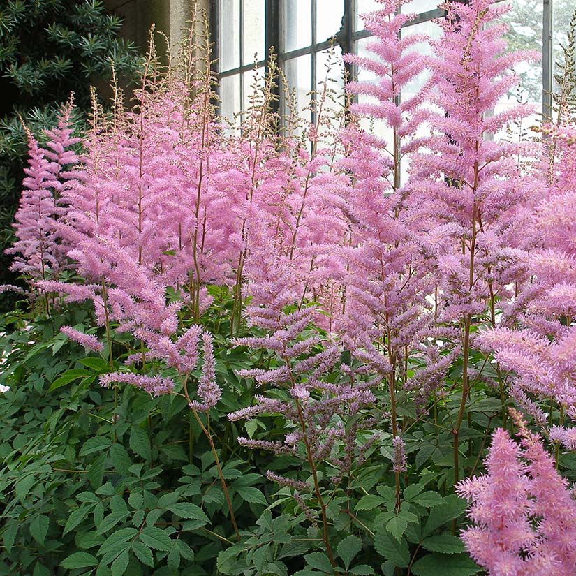 Pluimspirea (Astilbe)