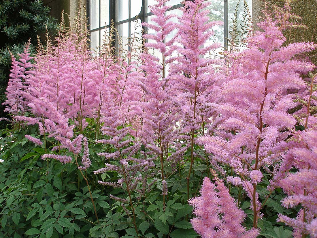 Pluimspirea (Astilbe)