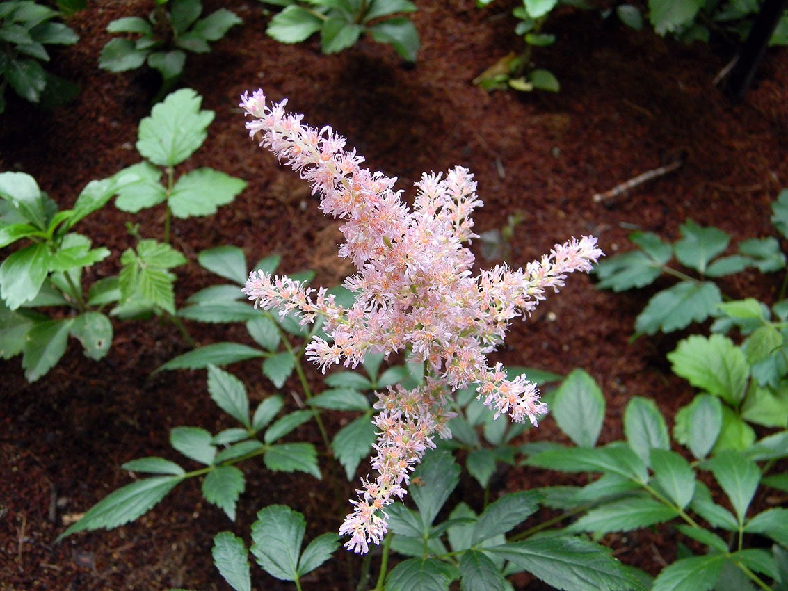 Pluimspirea (Astilbe)