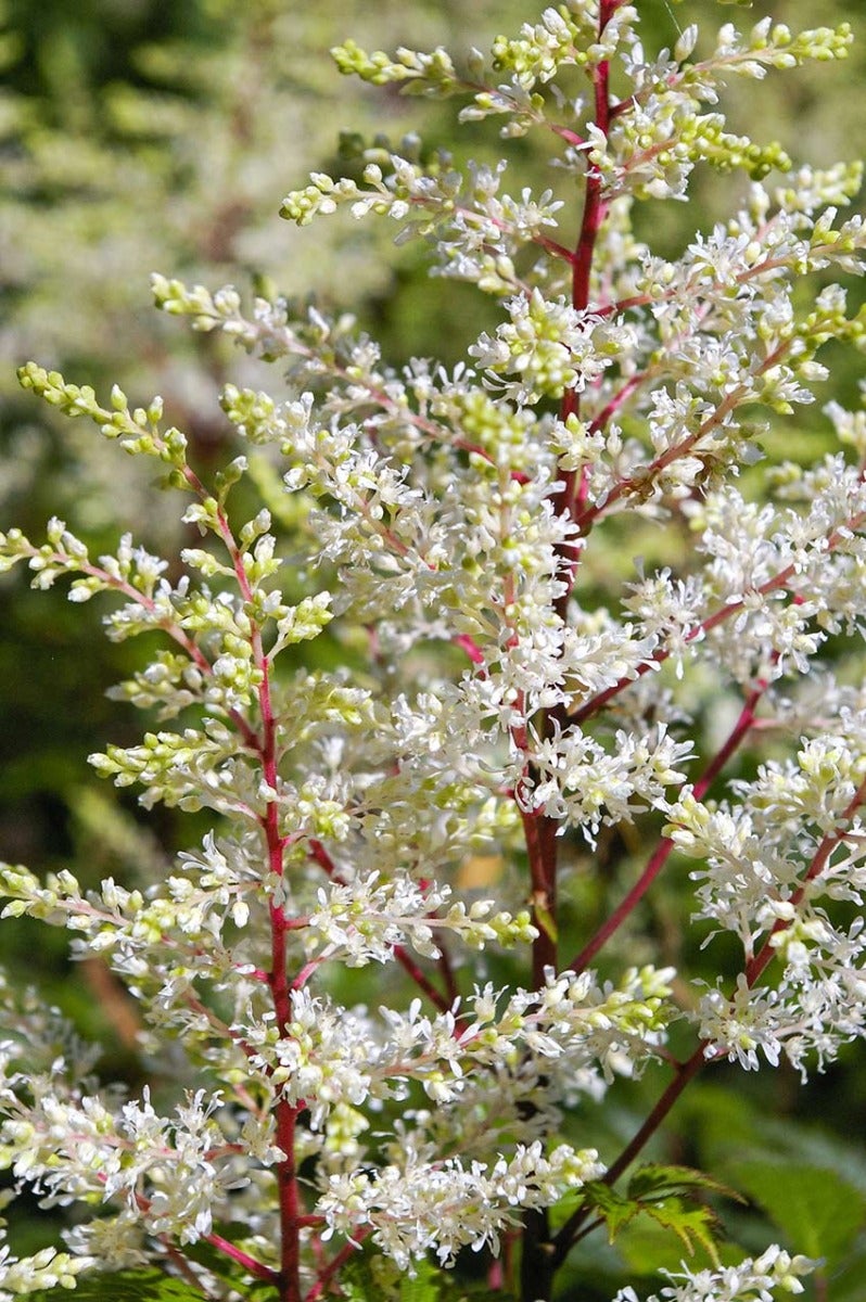 Pluimspirea (Astilbe)