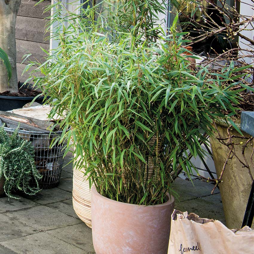 aansporing nemen Onbekwaamheid Bamboe (Fargesia) buiten planten, snoeien, verzorging • Intratuin