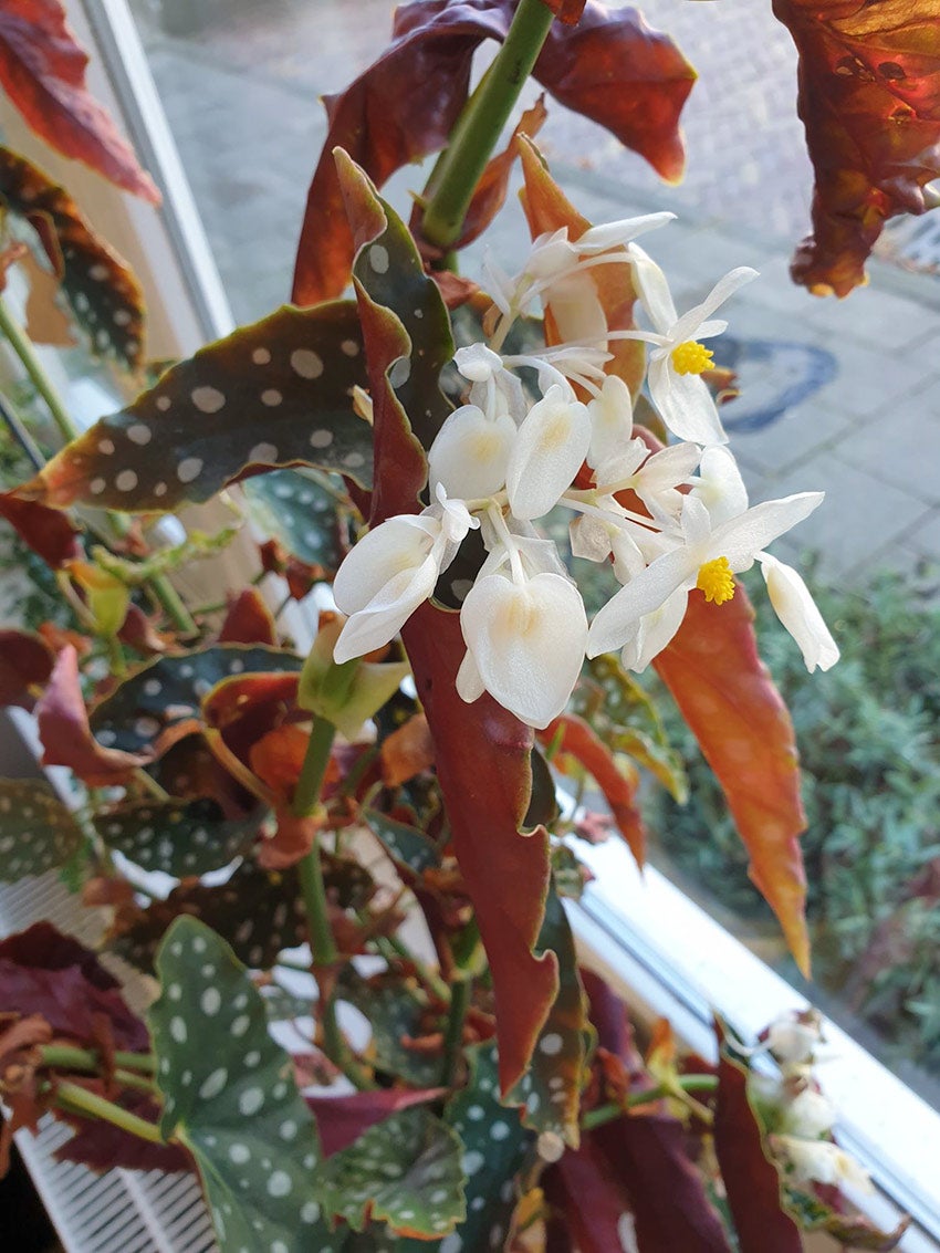 Stippenbegonia bloem