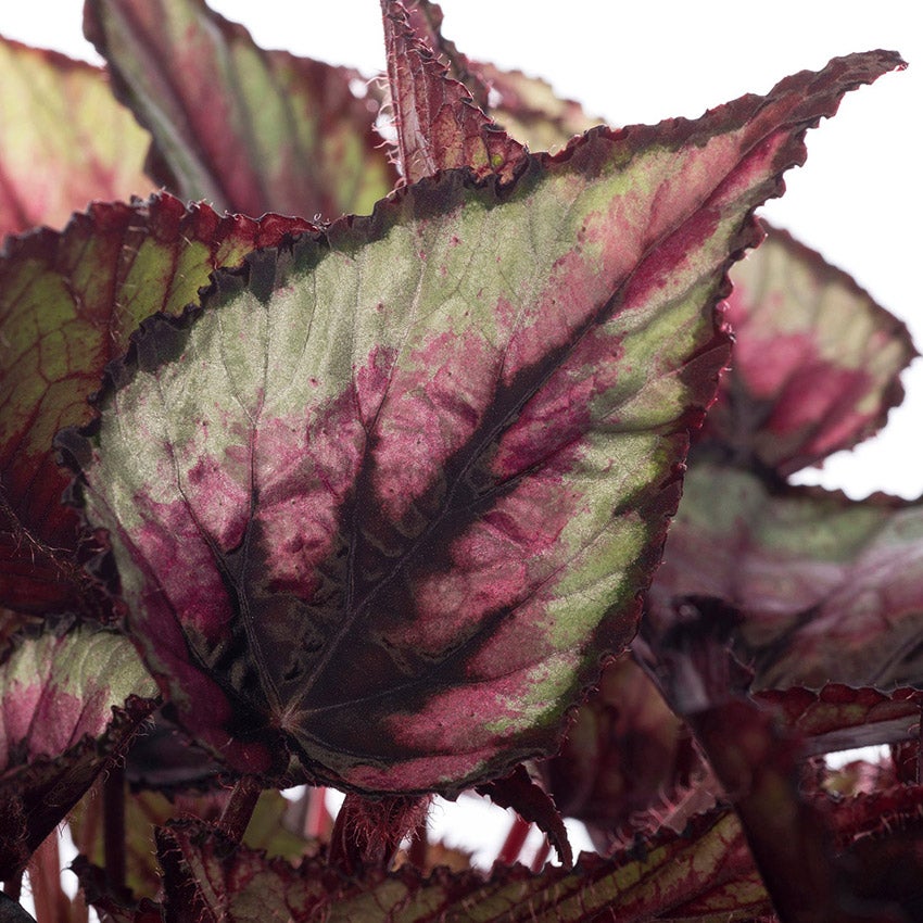 Bladbegonia (Begonia rex)