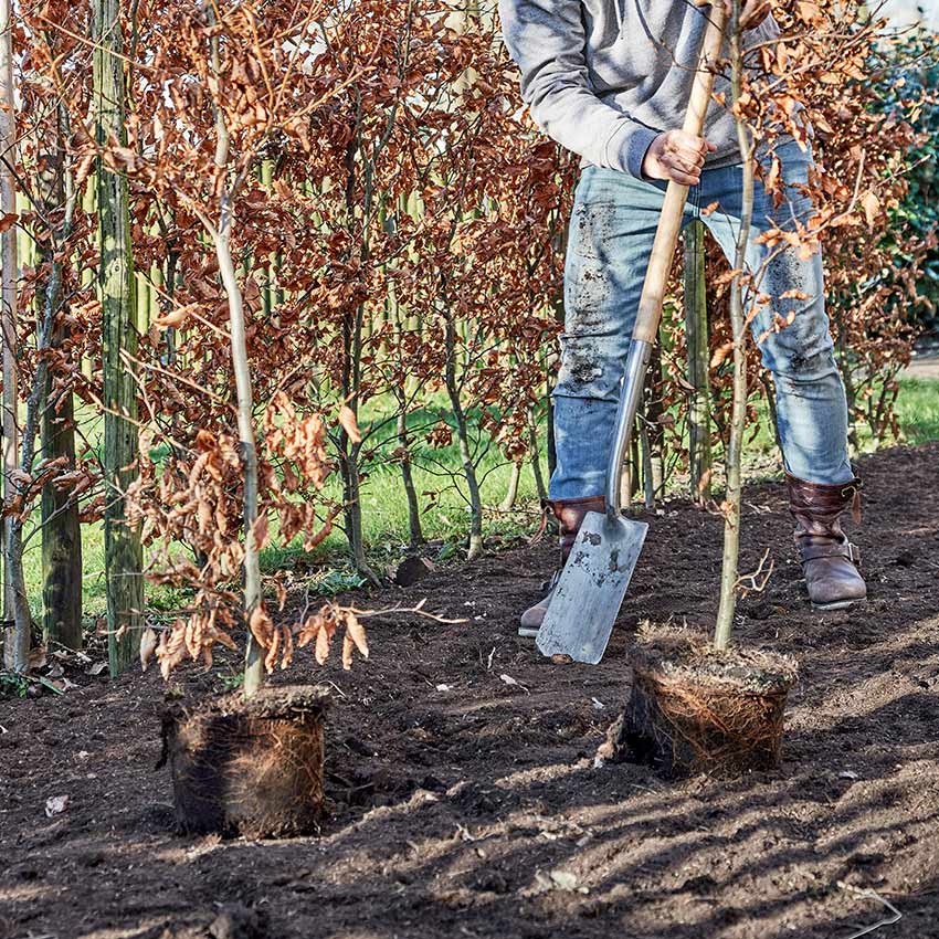 Beukenhaag (Fagus) planten