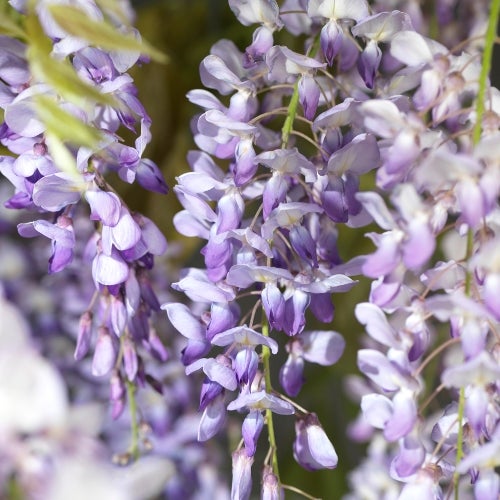 Chinese blauwe regen (Wisteria sinensis)