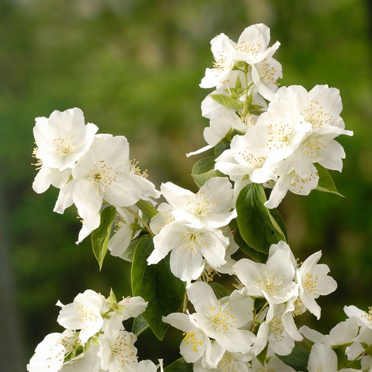 Boerenjasmijn (Philadelphus ‘Virginal’)