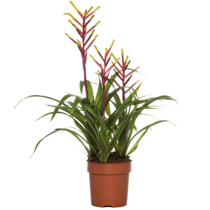 Bromelia (Guzmania cultivars)