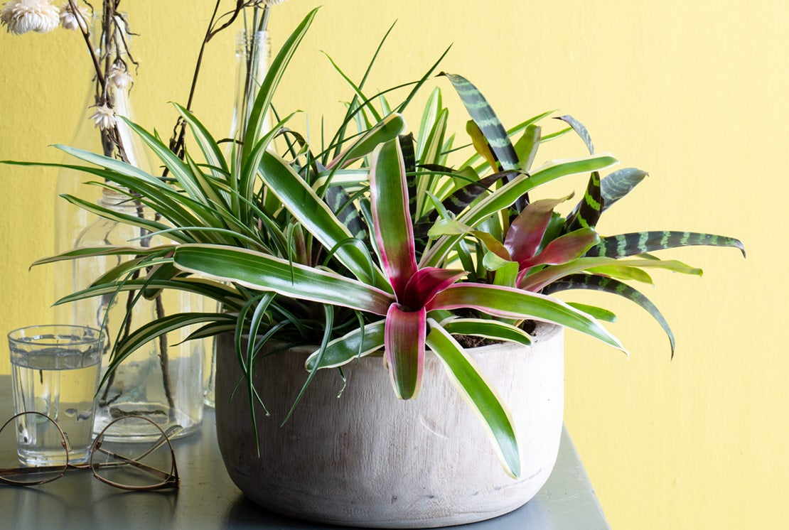 Bromelia soorten