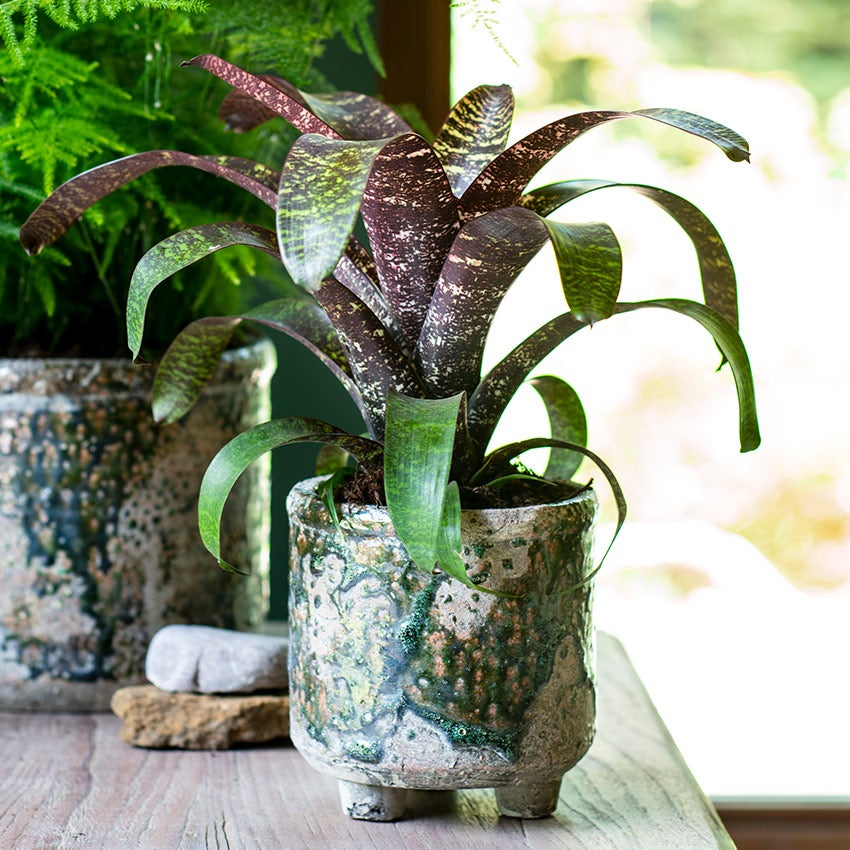 Bromelia (Vriesea 'Red chestnut')