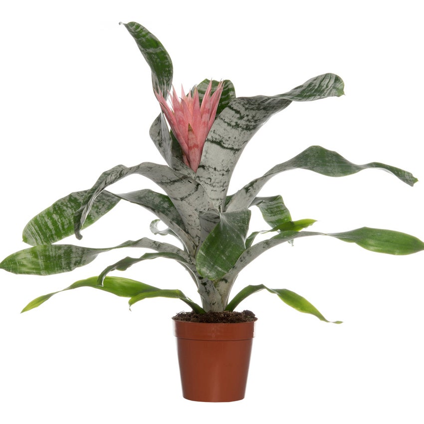 Kokerbromelia (Aechmea fasciata)