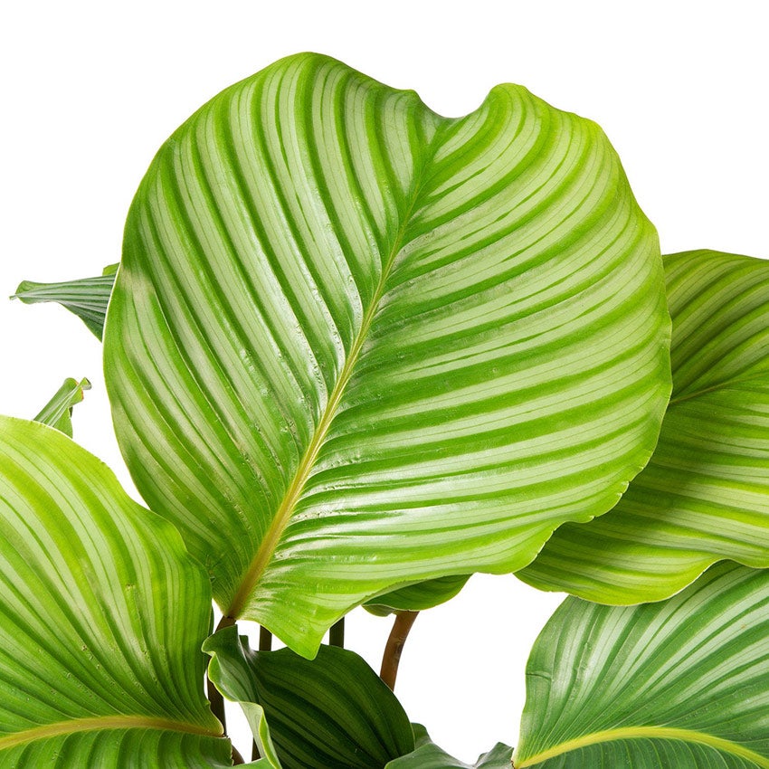 Calathea 'Orbifolia'