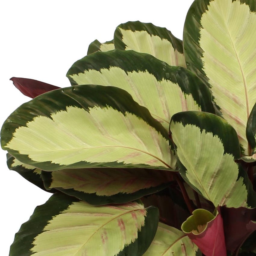 Calathea roseopicta 'Silvia'