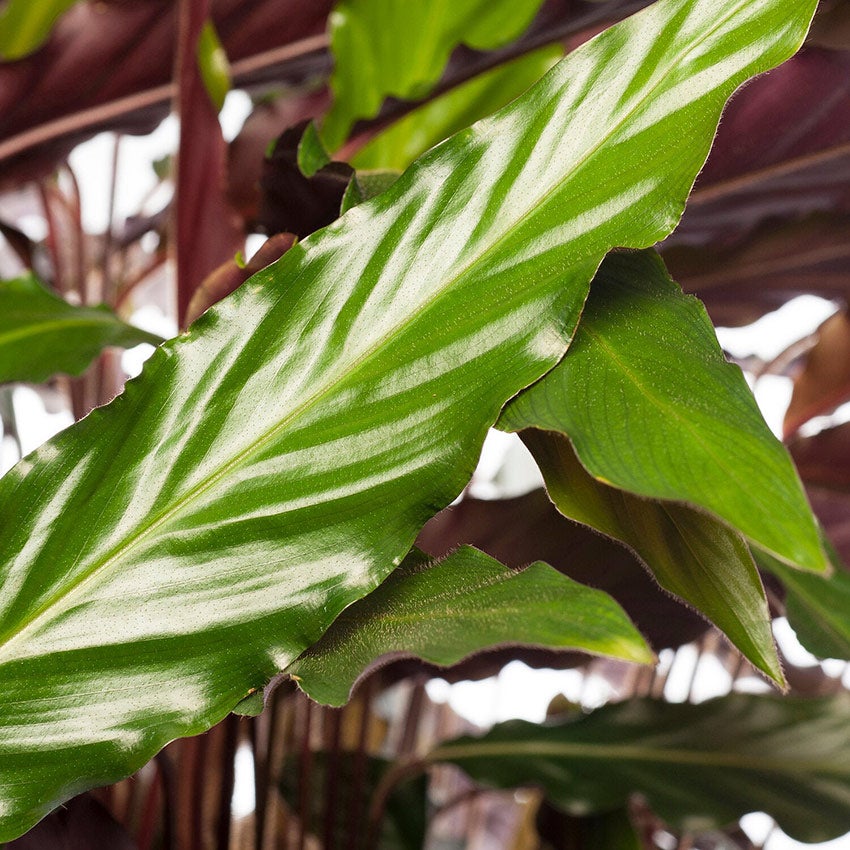 Calathea rufibarba 'Wavestar'