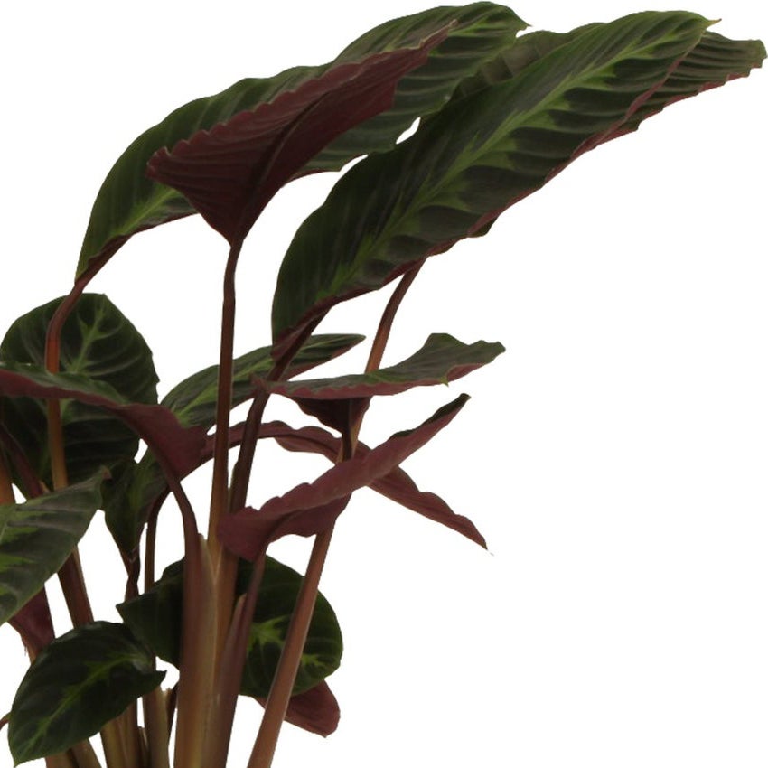 Calathea warscewiczii