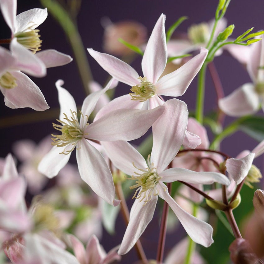 Bosrank (Clematis armandii 'Apple Blossom')