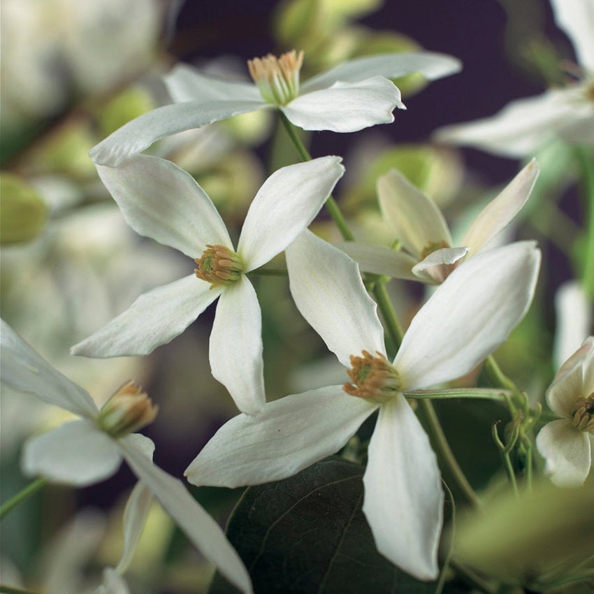 Bosrank (Clematis armandii)