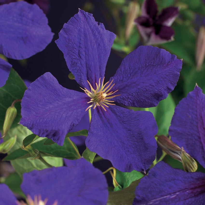 Grootbloemige bosrank (Clematis 'Jackmanii')