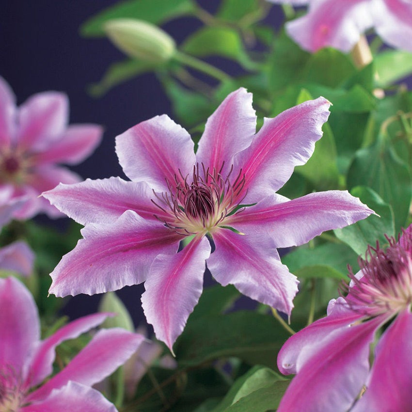 Grootbloemige bosrank (Clematis 'Nelly Moser')