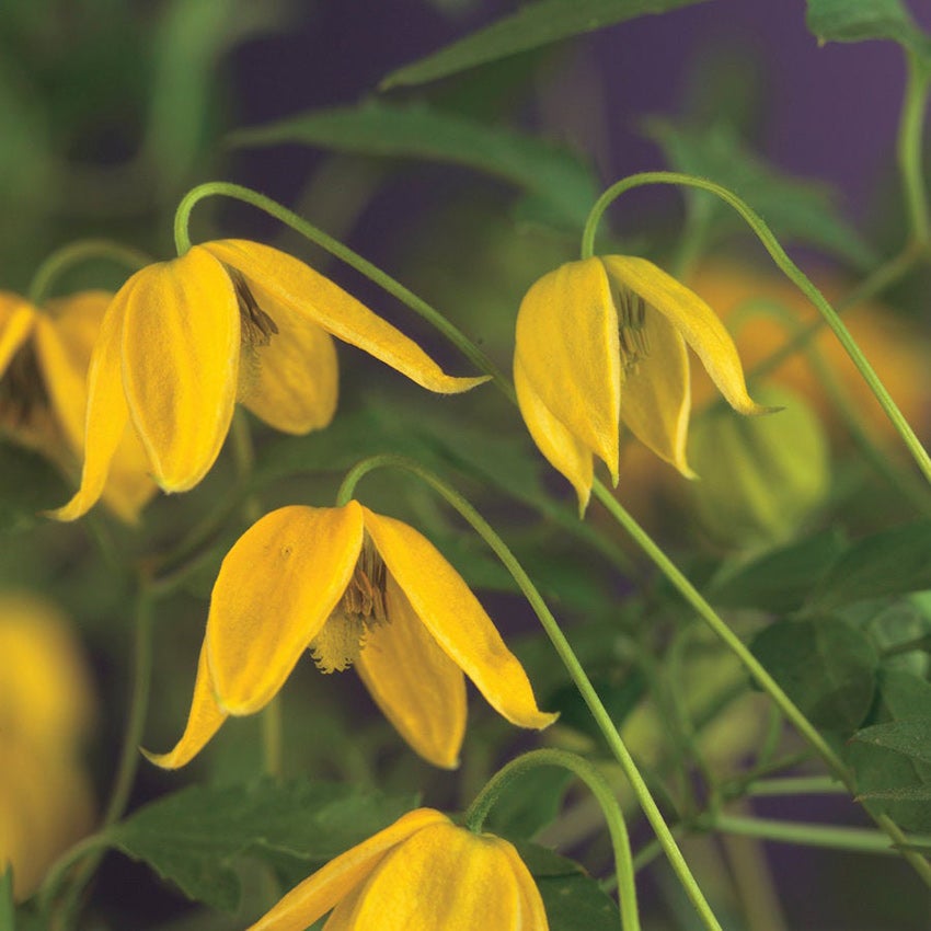 Gele bosrank (Clematis tangutica)