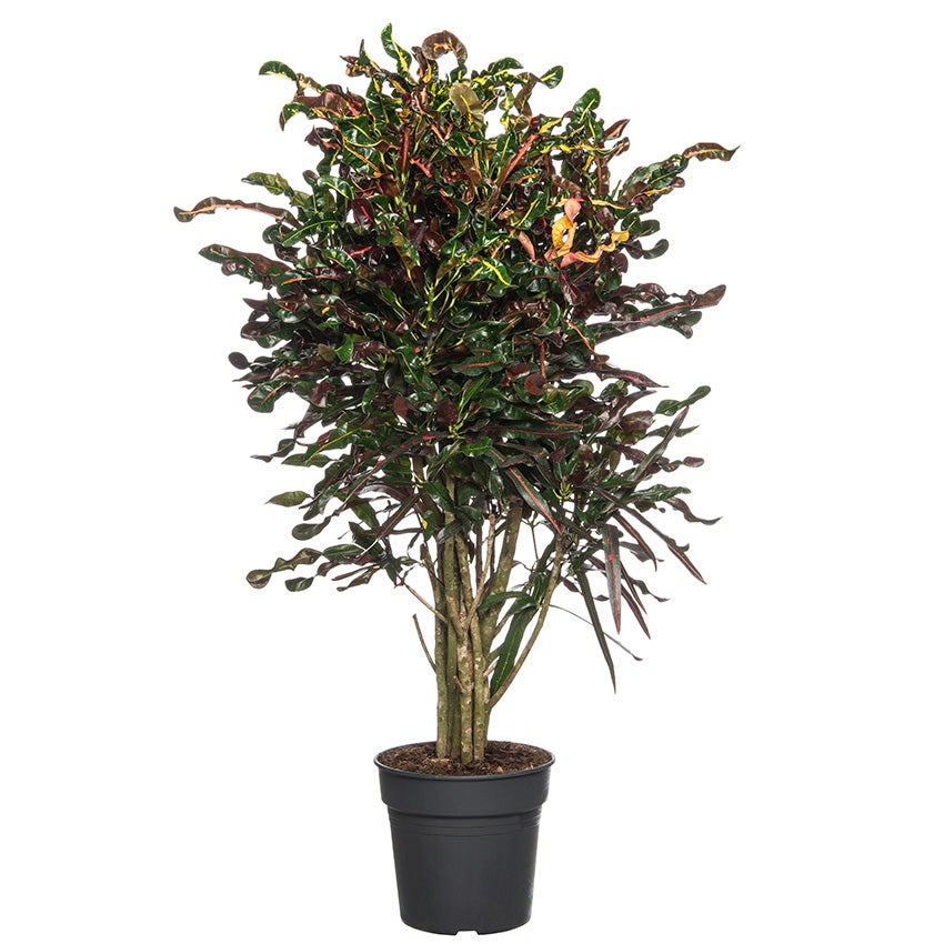 Croton (Codiaeum variegatum 'Mammi')