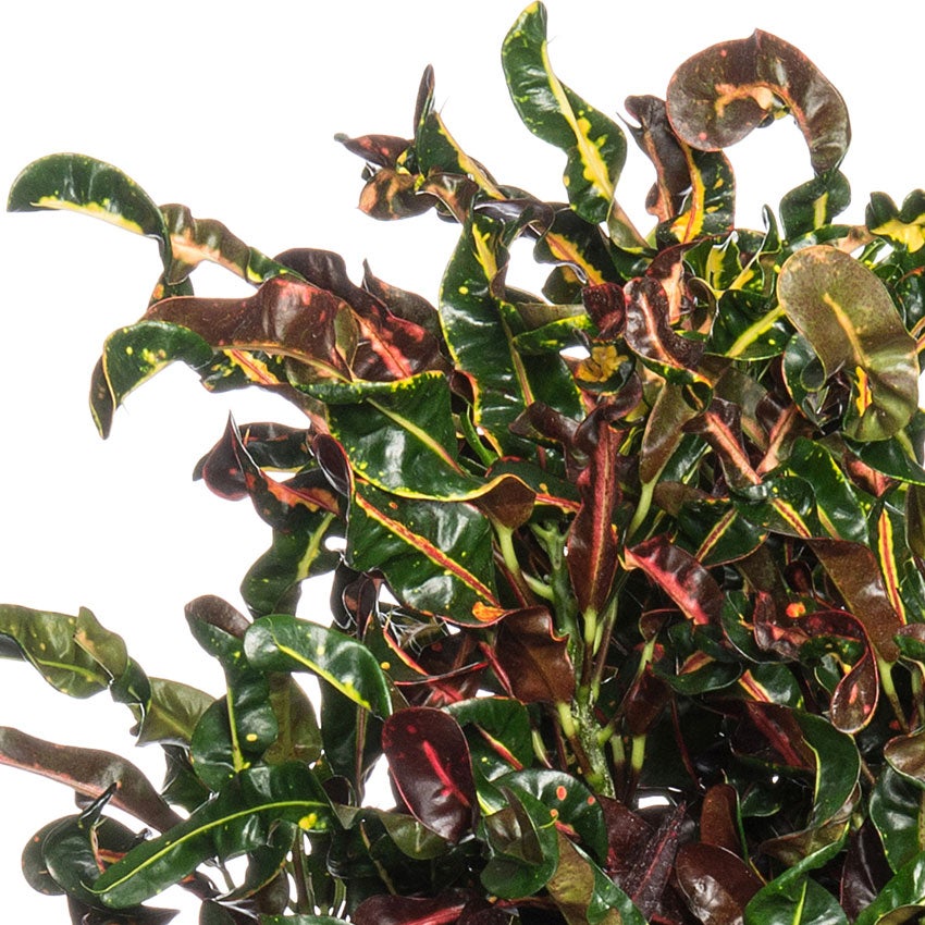 Croton (Codiaeum variegatum 'Mammi')