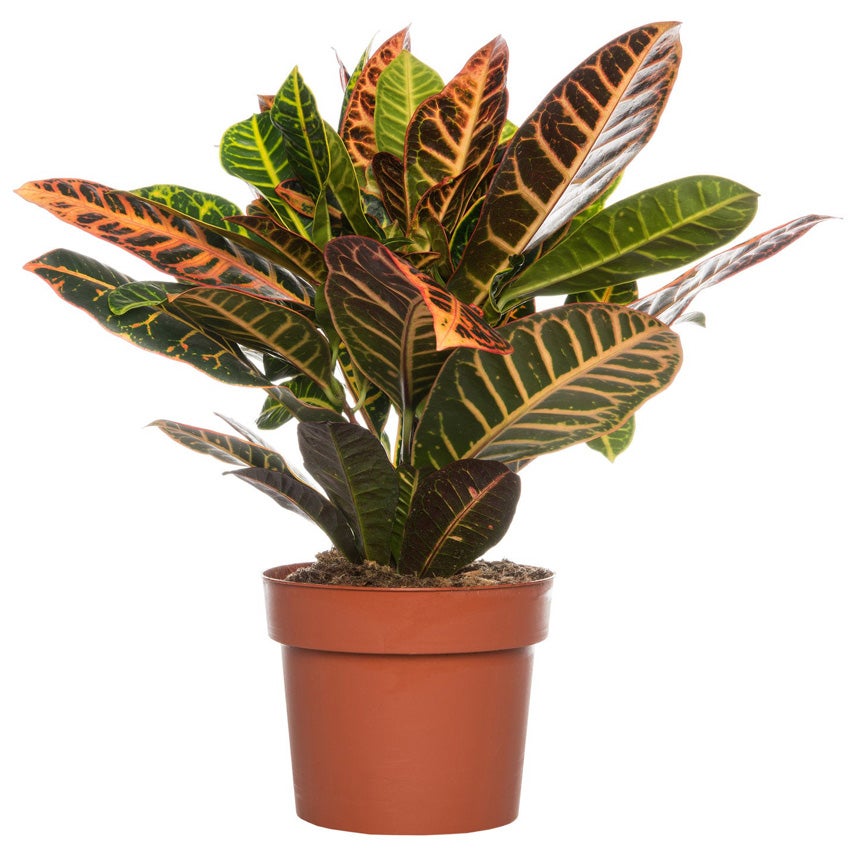 Croton (Codiaeum variegatum 'Petra')