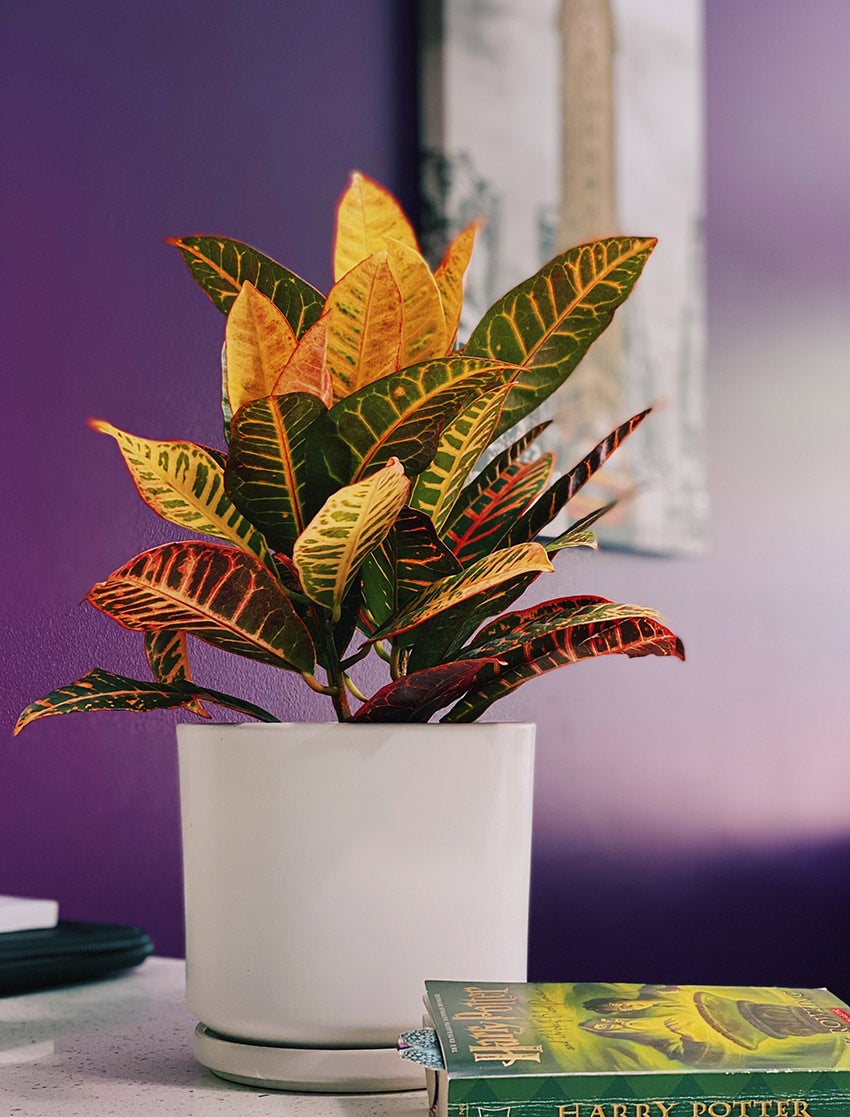 Croton (Codiaeum variegatum)