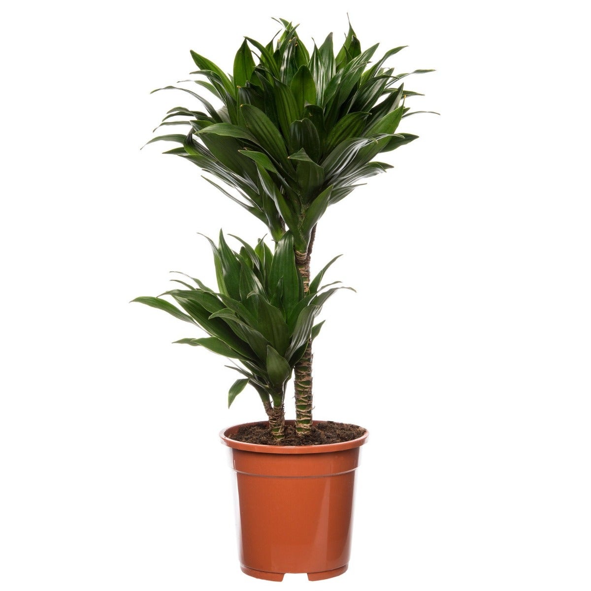 Drakenbloedboom (Dracaena fragrans ‘Compacta’)